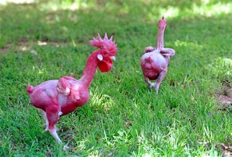 featherless chicken breed|Naked Neck